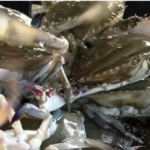 9월 제철 국내산 가을 햇꽃게 살 오른 꽃게찜과 꽃게탕으로 집밥 제대로 즐기기 사진