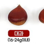 가을 간식 찾을 때 삶아 먹기 좋은 국내산 햇 알밤 생밤 가을 간식 특 사이즈 1kg 사진