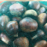 가을 간식 찾을 때 삶아 먹기 좋은 국내산 햇 알밤 생밤 가을 간식 특 사이즈 1kg 사진